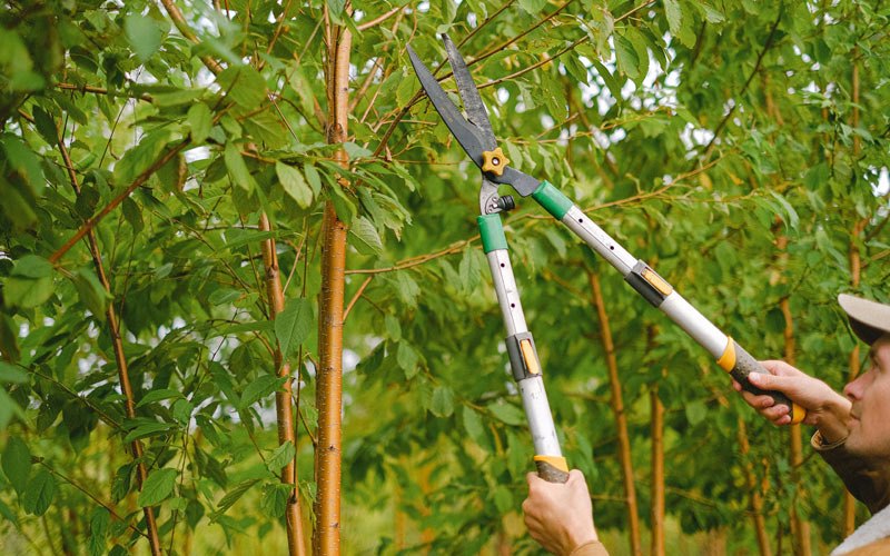Tree trimming in Culdesac, ID